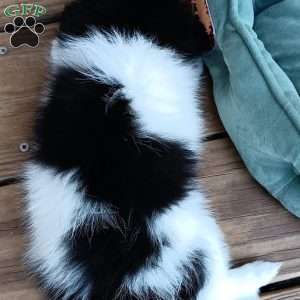 Cookies n Cream, Pomeranian Puppy